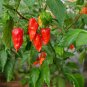 Rare Indian Ghost Chili Pepper 100 Seeds