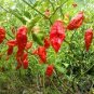 Rare Indian Ghost Chili Pepper 100 Seeds
