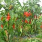 Rare Indian Ghost Chili Pepper 100 Seeds