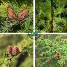 Larch Pine Tree Plants 100 Seeds