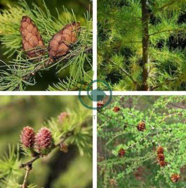 Larch Pine Tree Plants 100 Seeds