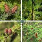 Larch Pine Tree Plants 100 Seeds