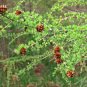 Larch Pine Tree Plants 100 Seeds