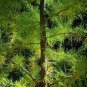 Larch Pine Tree Plants 100 Seeds