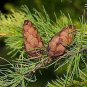 Larch Pine Tree Plants 100 Seeds