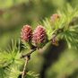 Larch Pine Tree Plants 100 Seeds