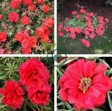 Portulaca grandiflora  - Dark Red Double Flowers 100 Seeds