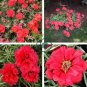 Portulaca grandiflora  - Dark Red Double Flowers 100 Seeds