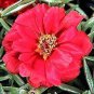 Portulaca grandiflora  - Dark Red Double Flowers 100 Seeds