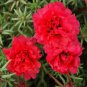 Portulaca grandiflora  - Dark Red Double Flowers 100 Seeds