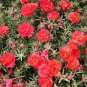 Portulaca grandiflora  - Dark Red Double Flowers 100 Seeds