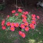 Portulaca grandiflora - Dark Red Double Flowers 100 Seeds