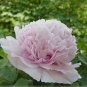 Heirloom 'Jin Gu Chun Qing' Multi-petalled Pink Peony Flower 10 Seeds