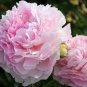 Heirloom 'Jin Gu Chun Qing' Multi-petalled Pink Peony Flower 10 Seeds