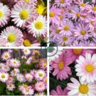 Heirloom White Red Bellis Perennis Daisy Perennial Flower 60 Seeds