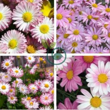 Heirloom White Red Bellis Perennis Daisy Perennial Flower 60 Seeds