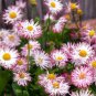 Heirloom White Red Bellis Perennis Daisy Perennial Flower 60 Seeds