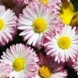 Heirloom White Red Bellis Perennis Daisy Perennial Flower 60 Seeds