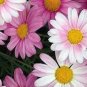 Heirloom White Red Bellis Perennis Daisy Perennial Flower 60 Seeds