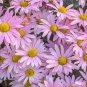 Heirloom White Red Bellis Perennis Daisy Perennial Flower 60 Seeds