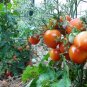 Rare Geranium Kiss Tomato 600 Seeds