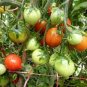 Rare Geranium Kiss Tomato 600 Seeds