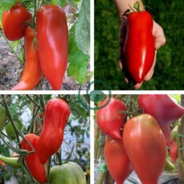 Rare Korean Long Tomato 600 Seeds