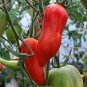 Rare Korean Long Tomato 600 Seeds