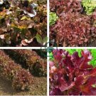 Red Salad Bowl Leaf Lettuce 60 Seeds