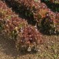 Red Salad Bowl Leaf Lettuce 60 Seeds
