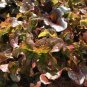Red Salad Bowl Leaf Lettuce 60 Seeds