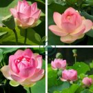 Small Pink Lotus Nelumbo Nucifera Flower 2 Seeds