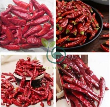 Sichuan Red Dried Chili 400 Seeds
