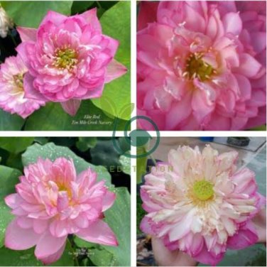 Luoyang Peonies Lotus Pink Nelumbo Nucifera 2 Seeds