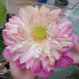 Luoyang Peonies Lotus Pink Nelumbo Nucifera 2 Seeds