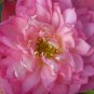 Luoyang Peonies Lotus Pink Nelumbo Nucifera 2 Seeds