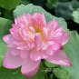 Luoyang Peonies Lotus Pink Nelumbo Nucifera 2 Seeds