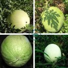 Rare Heirloom White Skin Red Inside Sweet Watermelon 40 Seeds
