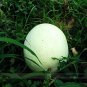 Rare Heirloom White Skin Red Inside Sweet Watermelon 40 Seeds