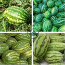 Heirloom Green Crisp Sweet Melon Fruit 400 Seeds