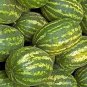 Heirloom Green Crisp Sweet Melon Fruit 400 Seeds