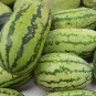 Heirloom Green Crisp Sweet Melon Fruit 400 Seeds