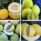 Heirloom Yellow Green Sticky Sweet Melon 40 Seeds