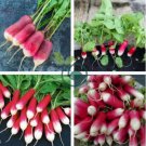 Sausage Radish Seeds Balcony Potted Vegetable Fruit Belle Radish 70 Seeds