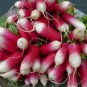 Sausage Radish Seeds Balcony Potted Vegetable Fruit Belle Radish 70 Seeds