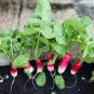 Sausage Radish Seeds Balcony Potted Vegetable Fruit Belle Radish 70 Seeds