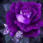 Pure and Fresh Purple Rose 1000 Seeds