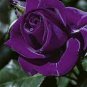 Pure and Fresh Purple Rose 1000 Seeds