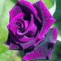 Pure and Fresh Purple Rose 1000 Seeds