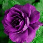 Pure and Fresh Purple Rose 1000 Seeds